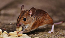 24 Hour & Emergency Exterminators in Grand Prairie, IL